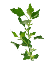 Lamb's Quarters